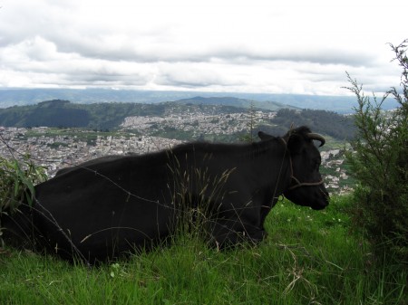 Vache